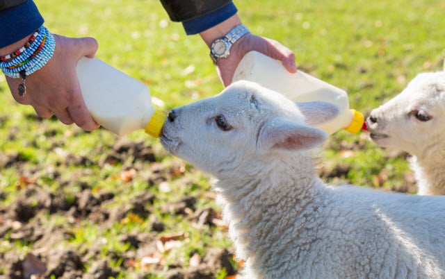 Feeding Bottle Lambs