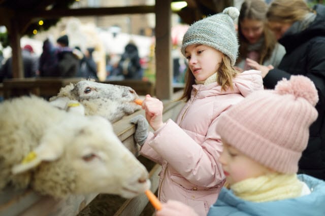 Feeding Carrots to Sheep