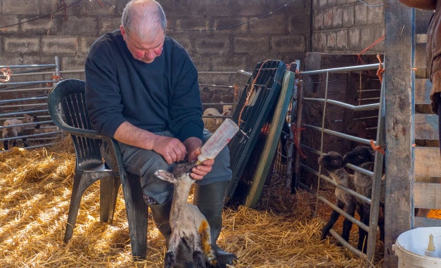 Feeding Newborn Lamb a Bottle