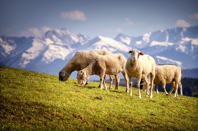 Female Sheep