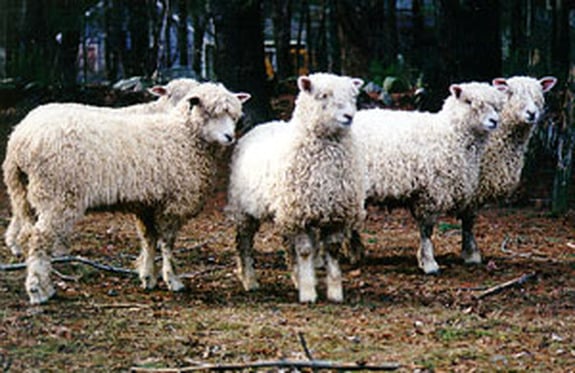 Flock of Cotswold Sheep