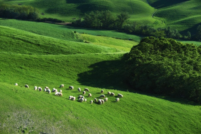 A Group of Sheep is Called a Flock of Sheep