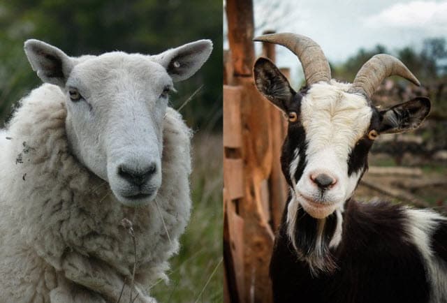 Goat And Sheep Eyes