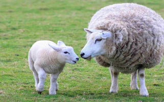 Healthy Ewe and Lamb