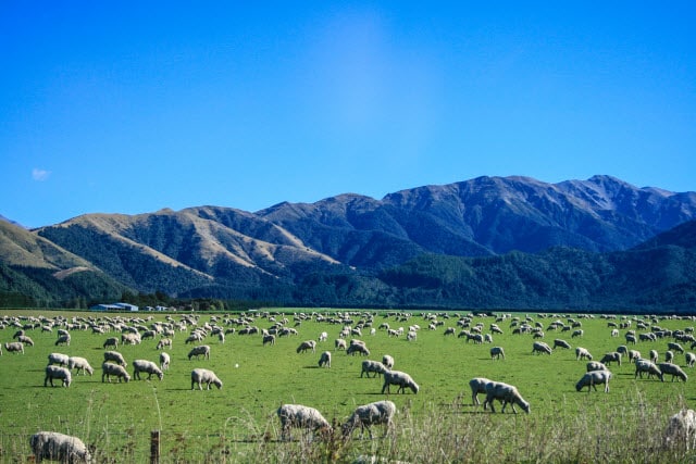 History of Sheep in New Zealand