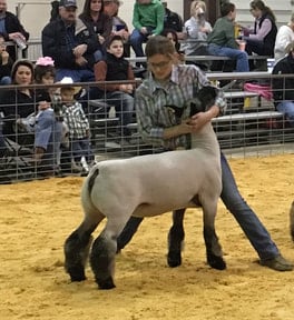 How to Buy a Lamb for 4H or FFA