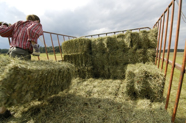 How to Choose the Best Hay for Sheep