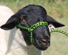 How to Halter Train a Sheep