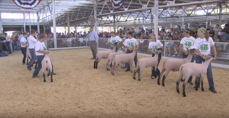 How To Show Sheep 7 Sheep Showing Tips For Success At Any Level