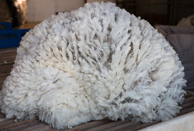How to Store a Sheep's Fleece After Shearing