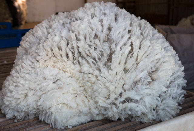 Picture and video guide: How to roll a fleece correctly - Farmers