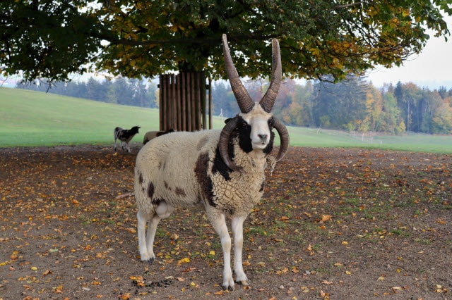 Do Sheep Have Horns Why Some Sheep Grow Them Others Don T   Jacob Sheep Horns 