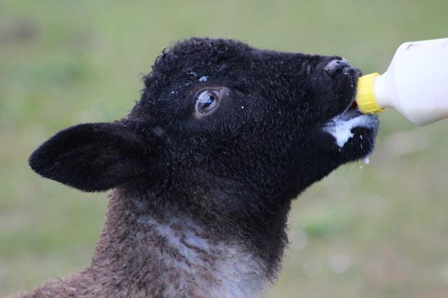 Lamb Drinking from Bottle