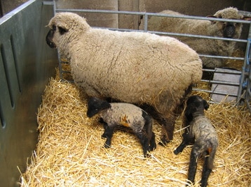 Ewe and Her Twin Lambs in a Lambing Jug