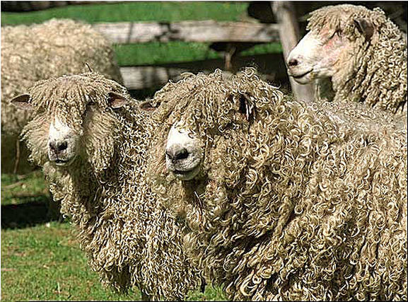 The Lincoln Sheep Breed
