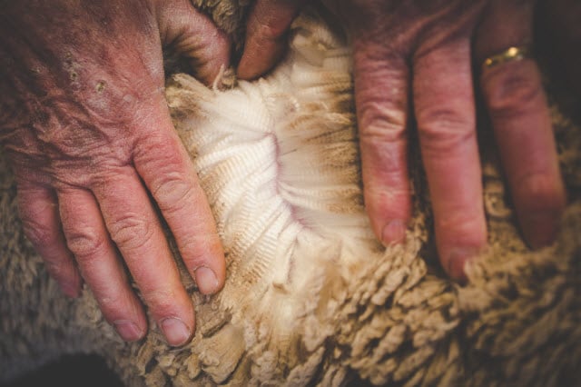 Maintain Wool Quality by Following Management Best Practices