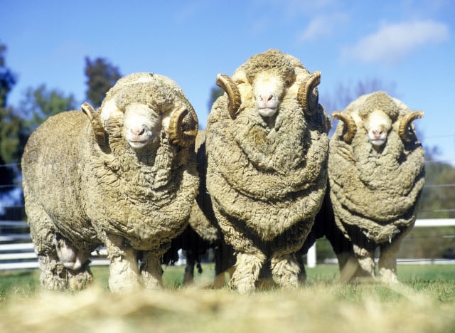 Male Sheep