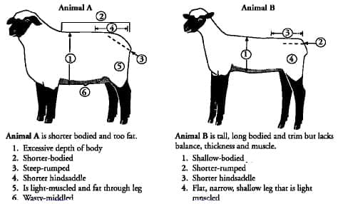 Market Lamb Profile View