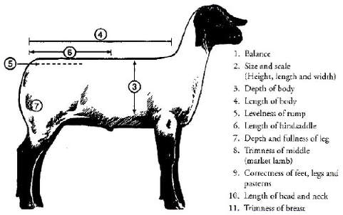 Market Lamb Side View