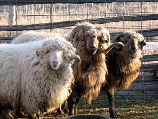 Navajo-Churro Sheep Breed Information