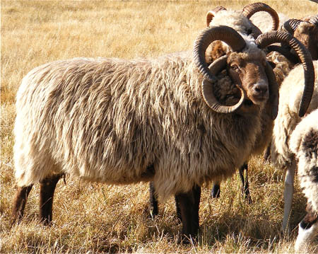A Navajo-Churro Sheep