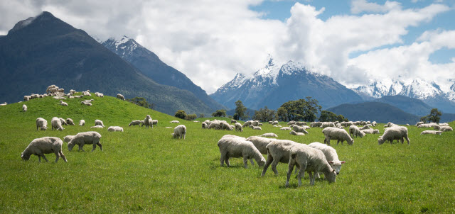 New Zealand Sheep