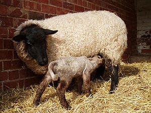 Newborn Lamb Nursing