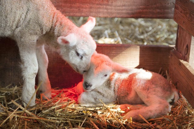 Newborn Lambs Under Heat Lamp in Lambing Pen
