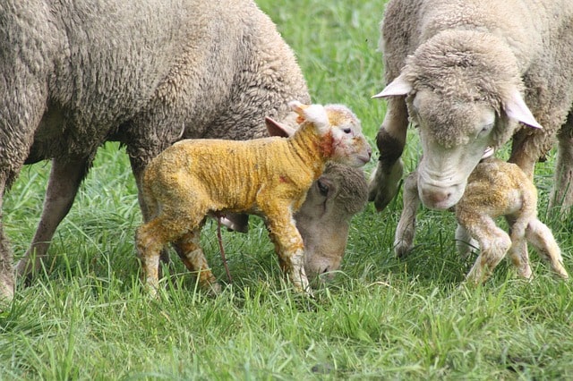 Newborn Lambs with Mother