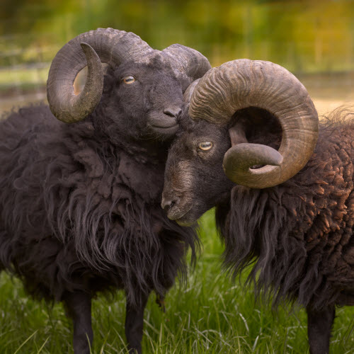 Ouessant Sheep Breed