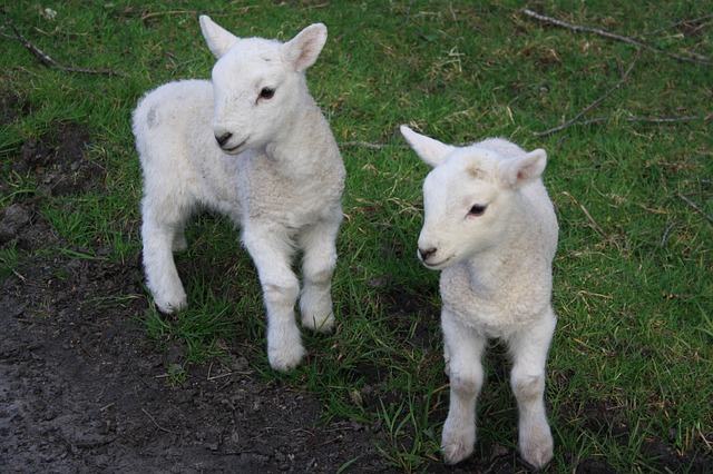 Pair of Young Lambs