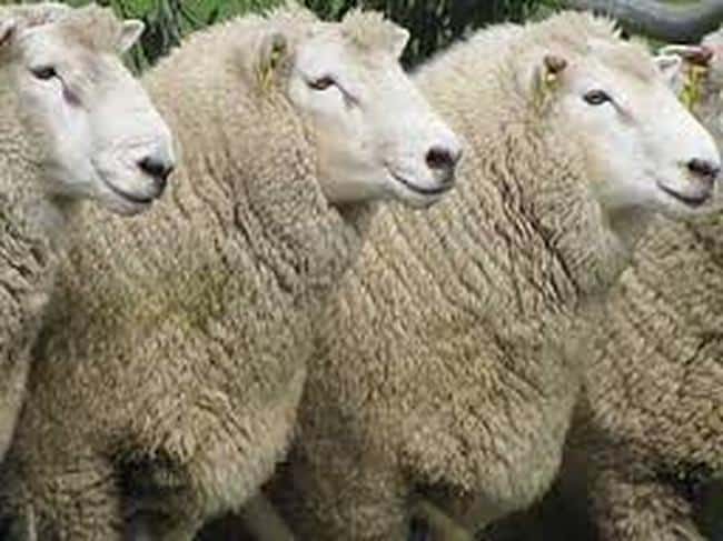 About the Perendale Sheep Breed