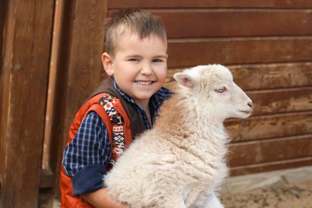 Are Sheep Good Pets Pros And Cons Of Keeping Sheep As Pets