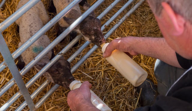 Raising Bottle Lambs