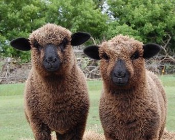 Natural Colored Romney Lambs
