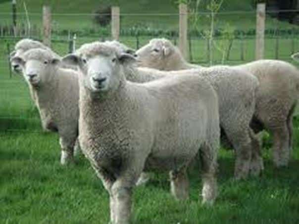 The Romney Sheep Breed