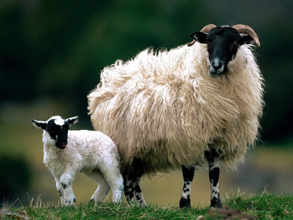 Scottish Blackface Sheep Breed