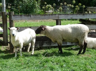 Sheep Breeding & Mating Habits