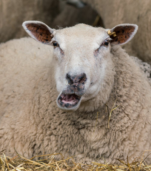 Rumination - Sheep Chewing Cud