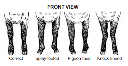 Sheep Conformation (front view)