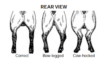 Sheep Conformation (rear view)
