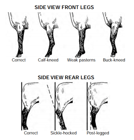 Sheep Conformation (side view)