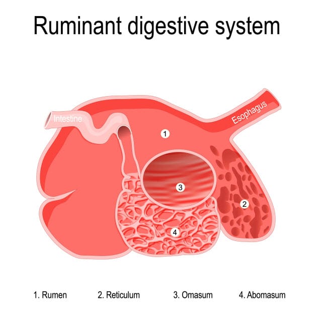 Sheep Digestive System