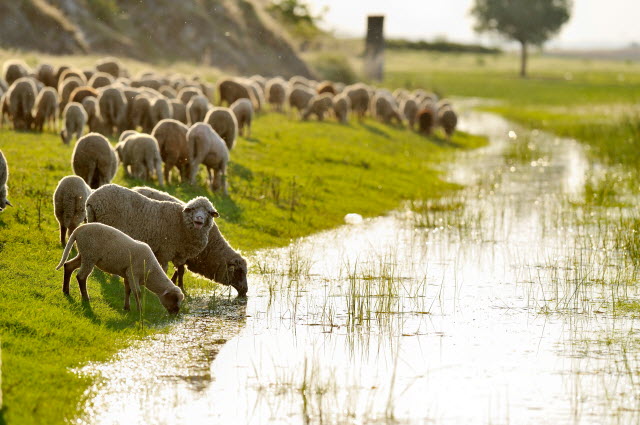 Sheep Drinking from a Stream in a Field