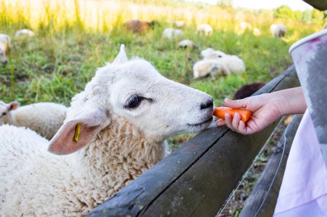 Sheep Eating a Carrot
