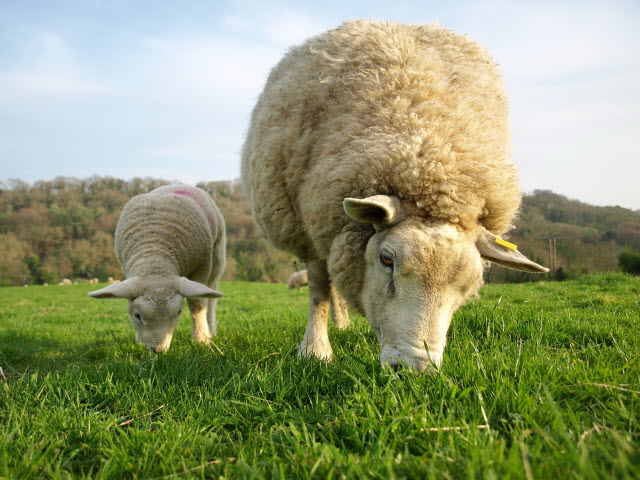 Sheep Eating Grass - How Ruminants Eat