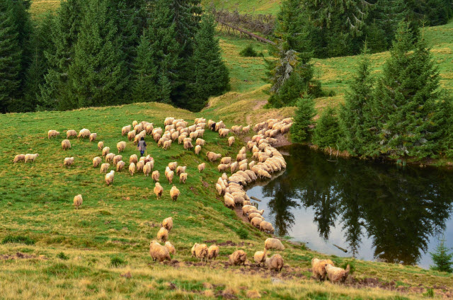 A Flock of Sheep Gathers Alongside a Body of Water to Drink