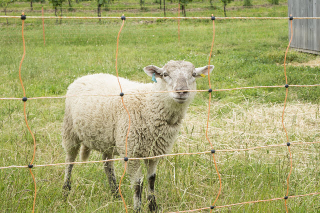 Sheep Netting