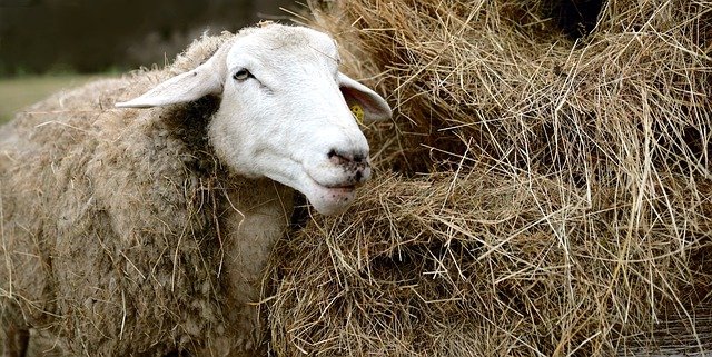 Sheep with Hay in Wool - Why You Need to Skirt Wool Fleeces