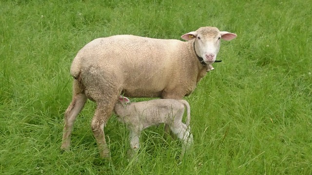 Mature Sheep with No Tail, Lamb with a Tail